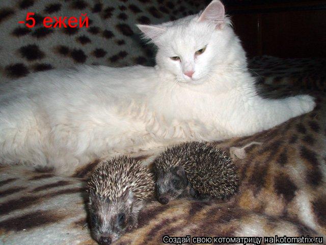-5 ежей... Котоматрица: -5 ежей