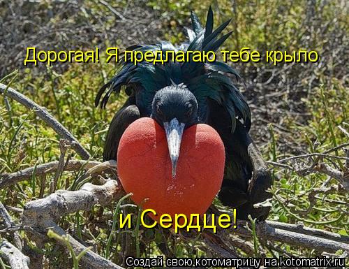 Дорогая! Я предлагаю тебе крыло и Сердце!... Котоматрица: Дорогая! Я предлагаю тебе крыло и Сердце!