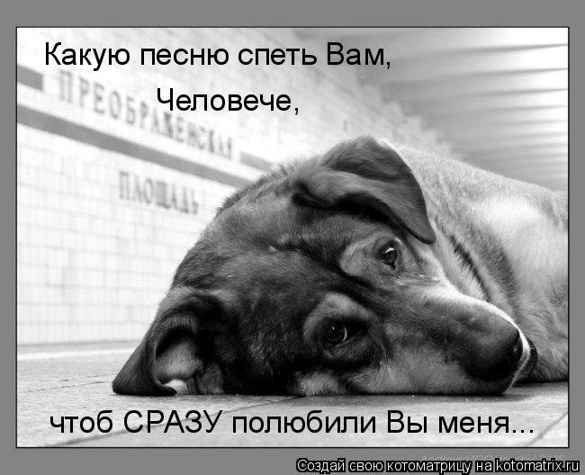Какую песню спеть Вам, Человече, чтоб СРАЗУ полюбили Вы меня...... Котоматрица: Какую песню спеть Вам, Человече, чтоб СРАЗУ полюбили Вы меня...