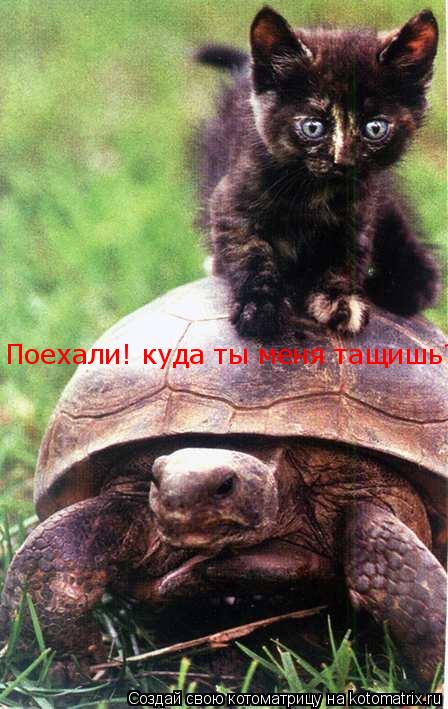 Поехали! куда ты меня тащишь?... Котоматрица: Поехали! куда ты меня тащишь?
