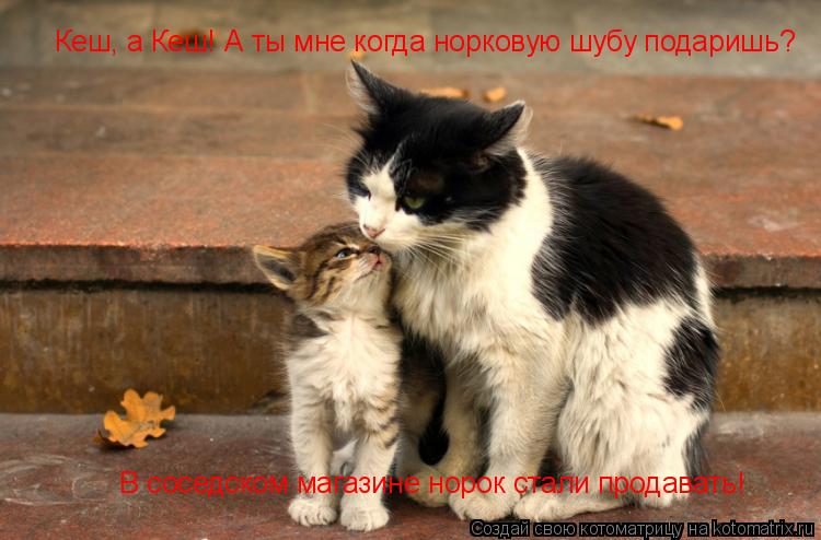 Кеш, а Кеш! А ты мне когда норковую шубу подаришь? В соседском магазине норок стали продавать! Кеш, а... Котоматрица: Кеш, а Кеш! А ты мне когда норковую шубу подаришь? В соседском магазине норок стали продавать! Кеш, а Кеш! А ты мне когда норковую шубу подариш