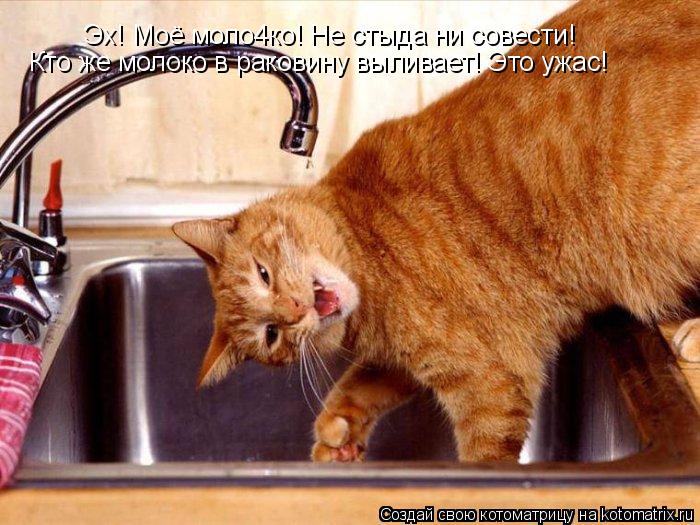 Эх! Моё моло4ко! Не стыда ни совести! Кто же молоко в раковину выливает! Это ужас!... Котоматрица: Эх! Моё моло4ко! Не стыда ни совести! Кто же молоко в раковину выливает! Это ужас!