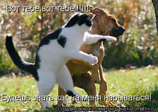 Вот тебе,вот тебе!!!!!! Будешь знать как на меня нарываться!... Котоматрица: Вот тебе,вот тебе!!!!!! Будешь знать как на меня нарываться!