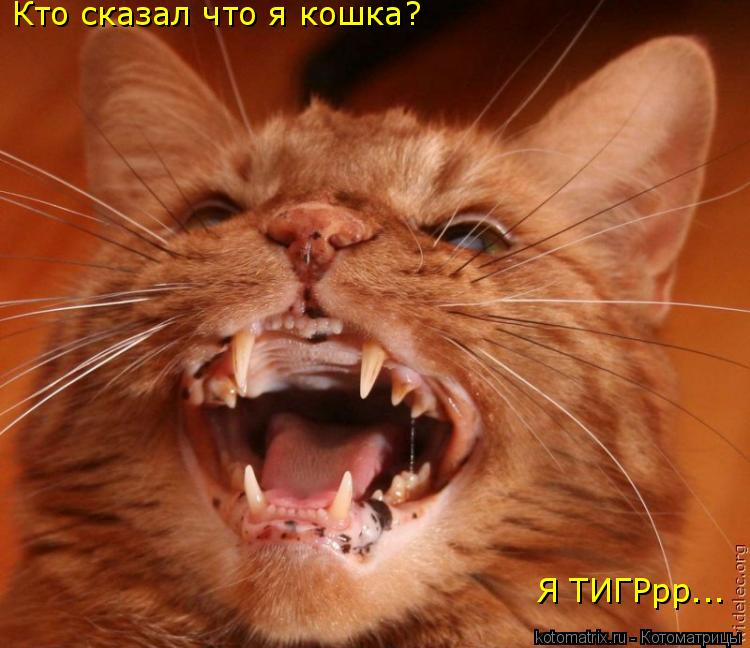 Кто сказал что я кошка? Кто сказал что я кошка? Я ТИГРрр...... Котоматрица: Кто сказал что я кошка? Кто сказал что я кошка? Я ТИГРрр...