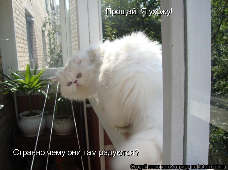 Прощай! Я ухожу! Странно,чему они там радуются?... Котоматрица: Прощай! Я ухожу! Странно,чему они там радуются?