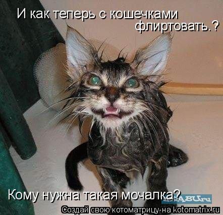 И как теперь с кошечками флиртовать.? Кому нужна такая мочалка?... Котоматрица: И как теперь с кошечками флиртовать.? Кому нужна такая мочалка?