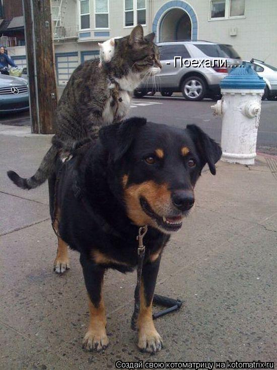 - Поехали........ Котоматрица: - Поехали.....