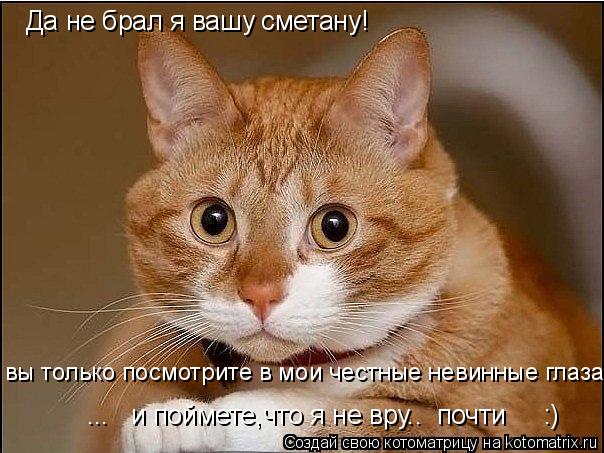 Да не брал я вашу сметану! вы только посмотрите в мои честные невинные глаза ... и поймете,что я н... Котоматрица: Да не брал я вашу сметану! вы только посмотрите в мои честные невинные глаза ... и поймете,что я не вру.. почти :)