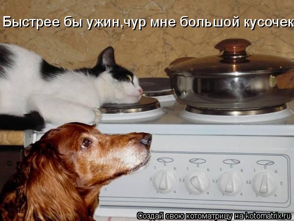 Быстрее бы ужин,чур мне большой кусочек!... Котоматрица: Быстрее бы ужин,чур мне большой кусочек!