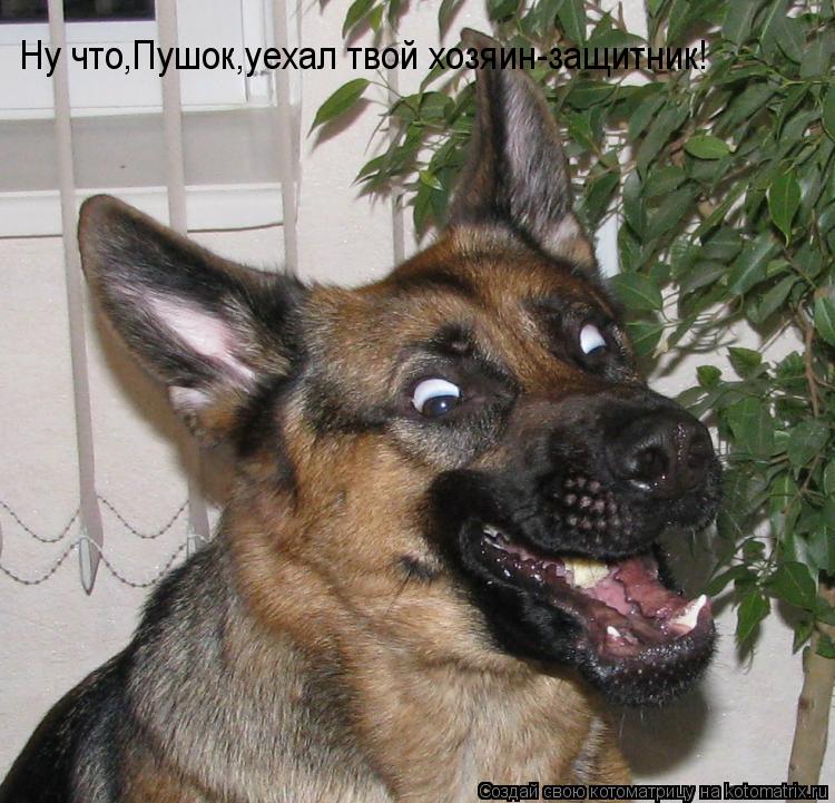 Ну что,Пушок,уехал твой хо3з33я Ну что,Пушок,уехал твой хозяин-защитник!... Котоматрица: Ну что,Пушок,уехал твой хо3з33я Ну что,Пушок,уехал твой хозяин-защитник!