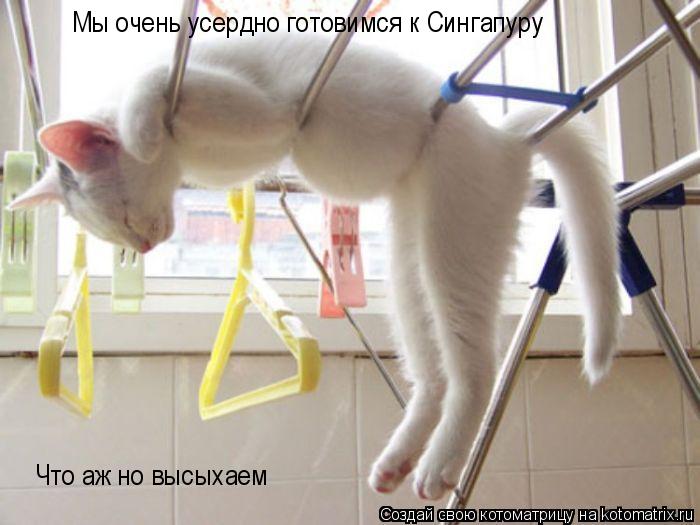 Мы очень усердно готовимся к Сингапуру Что аж но высыхаем... Котоматрица: Мы очень усердно готовимся к Сингапуру Что аж но высыхаем