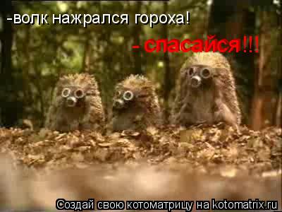-волк нажрался гороха! спасайся спасайся - !!!... Котоматрица: -волк нажрался гороха! спасайся спасайся - !!!