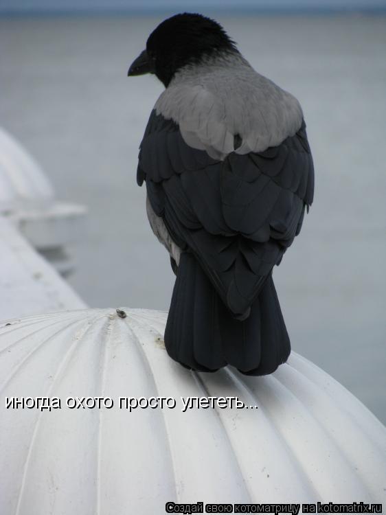 иногда охото просто улететь...... Котоматрица: иногда охото просто улететь...