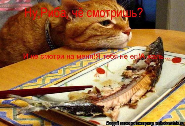 Ну,Риба, чё смотришь? И не смотри на меня!Я тебя не ел!А жаль...... Котоматрица: Ну,Риба, чё смотришь? И не смотри на меня!Я тебя не ел!А жаль...