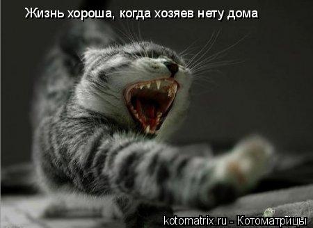 Жизнь хороша, когда хозяев нету дома... Котоматрица: Жизнь хороша, когда хозяев нету дома