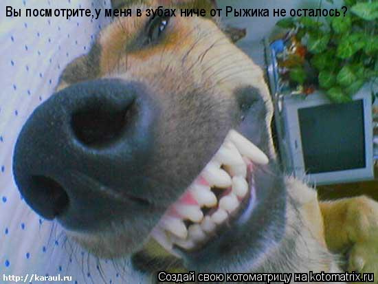 Вы посмотрите,у меня в зубах ниче от Рыжика не осталось? Вы посмотрите,у меня в зубах ниче от Рыжика ... Котоматрица: Вы посмотрите,у меня в зубах ниче от Рыжика не осталось? Вы посмотрите,у меня в зубах ниче от Рыжика не осталось?