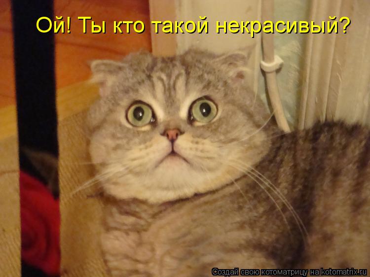 Ой! Ты кто такой некрасивый?... Котоматрица: Ой! Ты кто такой некрасивый?