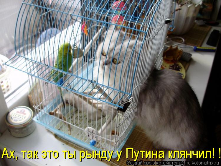 Ах, так это ты рынду у Путина клянчил! ! !... Котоматрица: Ах, так это ты рынду у Путина клянчил! ! !