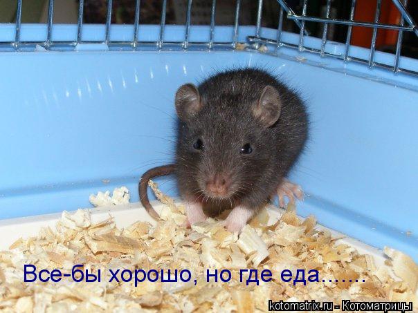 Все-бы хорошо, но где еда.......... Котоматрица: Все-бы хорошо, но где еда.......