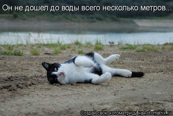 Он не дошел до воды всего несколько метров...... Котоматрица: Он не дошел до воды всего несколько метров...