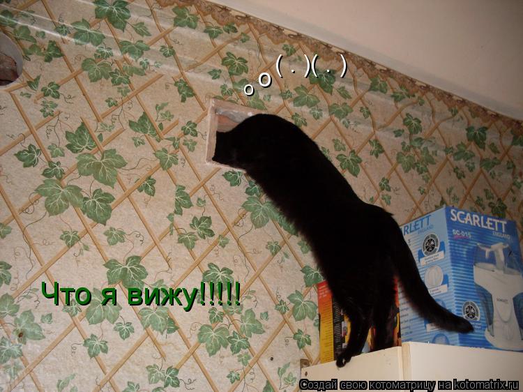 о о ( . )( . ) Что я вижу!!!!!... Котоматрица: о о ( . )( . ) Что я вижу!!!!!