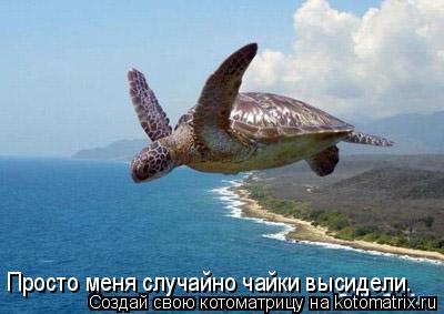 Просто меня случайно чайки высидели.... Котоматрица: Просто меня случайно чайки высидели.