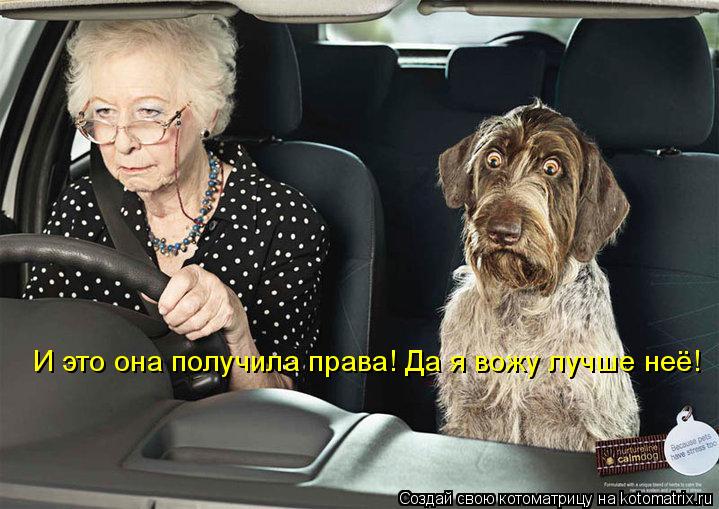 И это она получила права! Да я вожу лучше неё!... Котоматрица: И это она получила права! Да я вожу лучше неё!