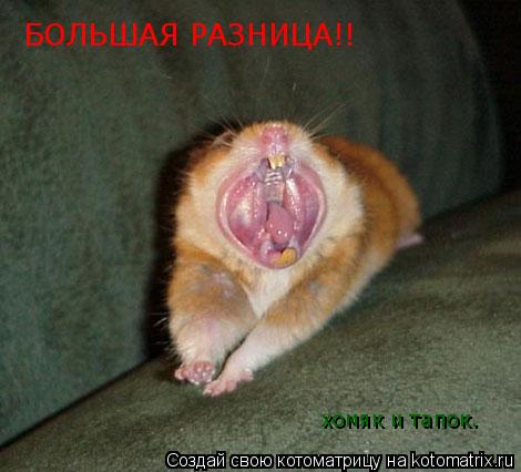 БОЛЬШАЯ РАЗНИЦА!! хомяк и тапок.... Котоматрица: БОЛЬШАЯ РАЗНИЦА!! хомяк и тапок.