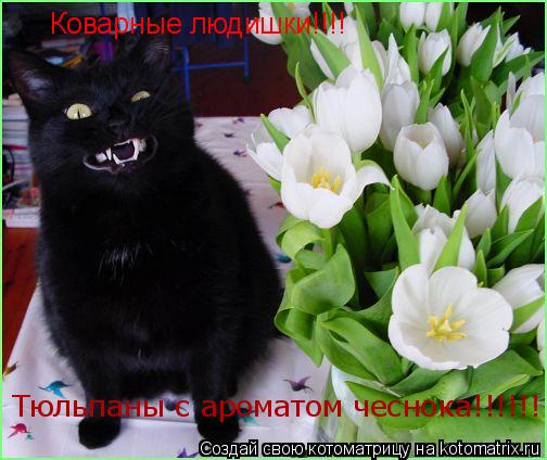 Коварные людишки!!!! Тюльпаны с ароматом чеснока!!!!!!... Котоматрица: Коварные людишки!!!! Тюльпаны с ароматом чеснока!!!!!!