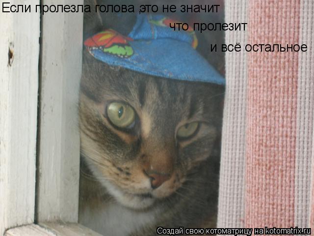 Если пролезла голова , это не значит что пролезит и всё остальное... Котоматрица: Если пролезла голова , это не значит что пролезит и всё остальное