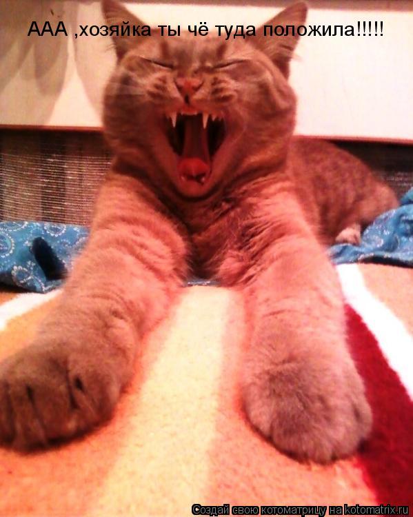 ААА ,хозяйка ты чё туда положила!!!!!... Котоматрица: ААА ,хозяйка ты чё туда положила!!!!!