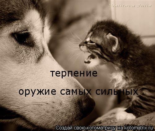 оружие самых сильных терпение... Котоматрица: оружие самых сильных терпение