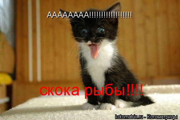 АААААААА!!!!!!!!!!!!!!!!!! скока рыбы!!!!... Котоматрица: АААААААА!!!!!!!!!!!!!!!!!! скока рыбы!!!!
