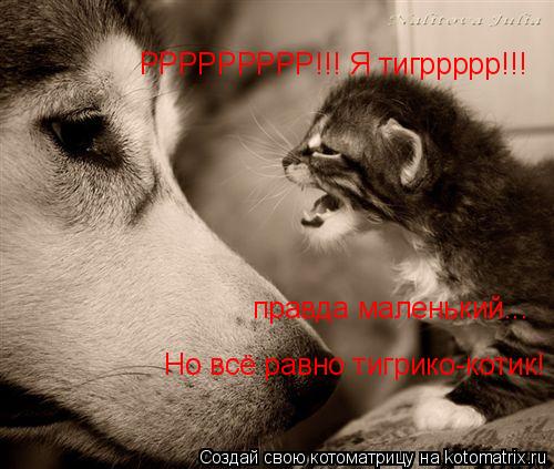 РРРРРРРРР!!! Я тигррррр!!! правда маленький... Но всё равно тигрико-котик!... Котоматрица: РРРРРРРРР!!! Я тигррррр!!! правда маленький... Но всё равно тигрико-котик!