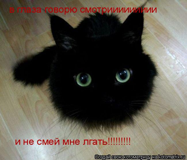 в глаза говорю смотриииииииии и не смей мне лгать!!!!!!!!!... Котоматрица: в глаза говорю смотриииииииии и не смей мне лгать!!!!!!!!!