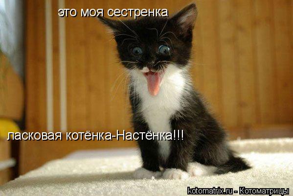 это моя сестренка ласковая котёнка-Настёнка!!!... Котоматрица: это моя сестренка ласковая котёнка-Настёнка!!!