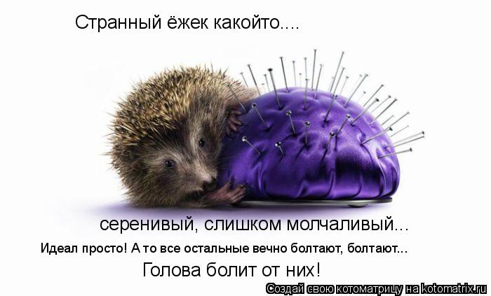Странный ёжек какойто.... серенивый, слишком молчаливый... Идеал просто! А то все остальные вечно бол... Котоматрица: Странный ёжек какойто.... серенивый, слишком молчаливый... Идеал просто! А то все остальные вечно болтают, болтают... Голова болит от них!