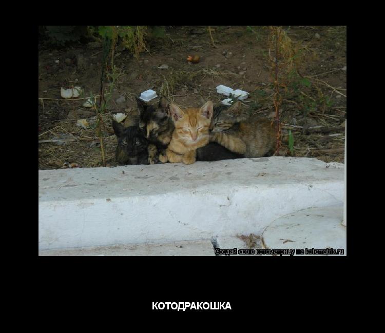 Котоматрица: КОТОДРАКОШКА КОТОДРАКОШКА