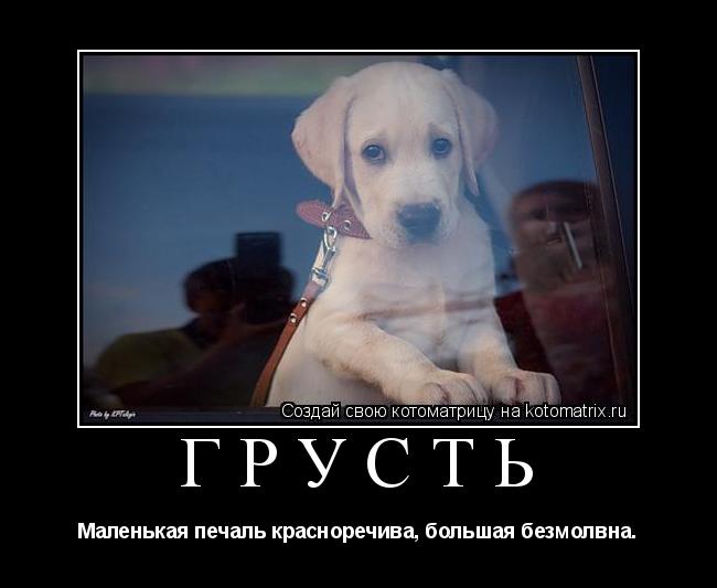 Грусть Маленькая печаль красноречива, большая безмолвна.... Котоматрица: Грусть Маленькая печаль красноречива, большая безмолвна.