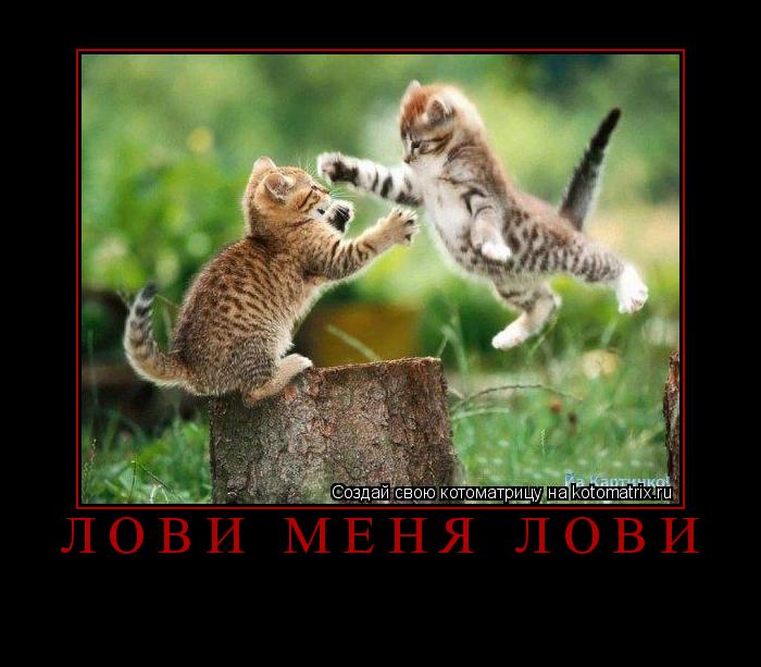 лови меня лови ... Котоматрица: лови меня лови
