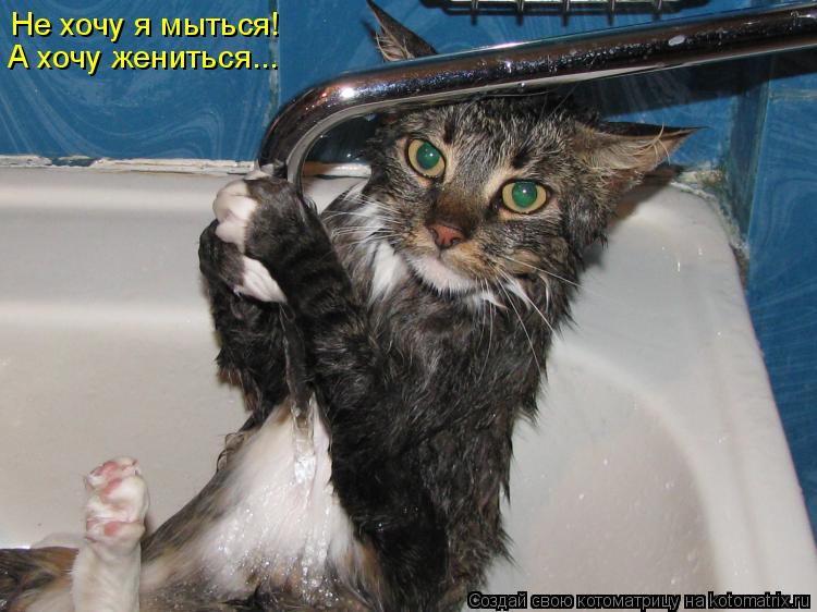 Не хочу я мыться! А хочу жениться...... Котоматрица: Не хочу я мыться! А хочу жениться...