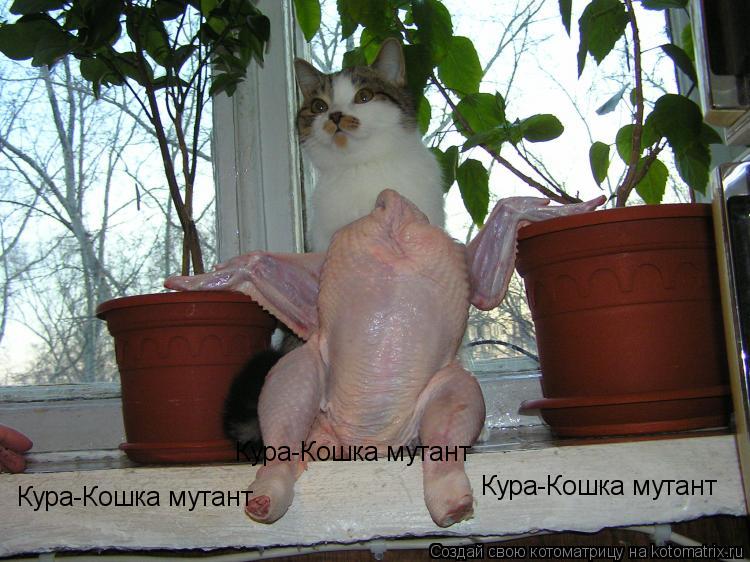 Кура-Кошка мутант Кура-Кошка мутант Кура-Кошка мутант... Котоматрица: Кура-Кошка мутант Кура-Кошка мутант Кура-Кошка мутант
