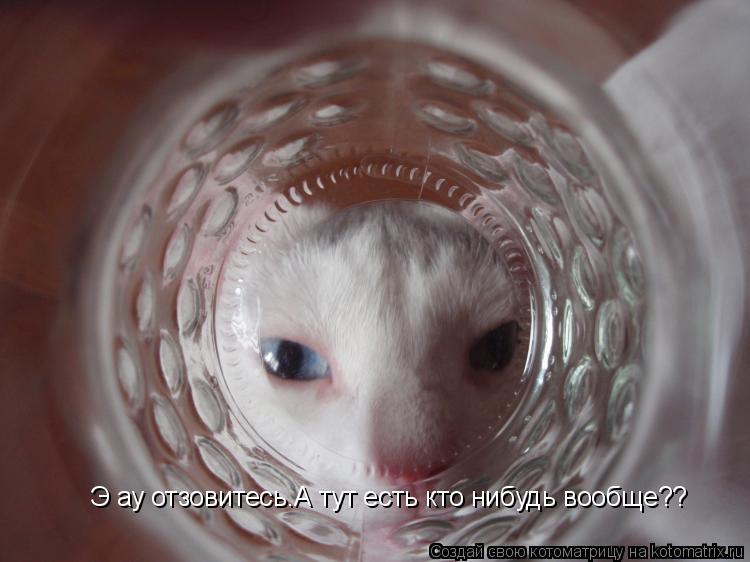 Э ау отзовитесь.А тут есть кто нибудь вообще??... Котоматрица: Э ау отзовитесь.А тут есть кто нибудь вообще??