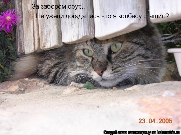 За забором орут... Не ужели догадались что я колбасу стащил?!... Котоматрица: За забором орут... Не ужели догадались что я колбасу стащил?!