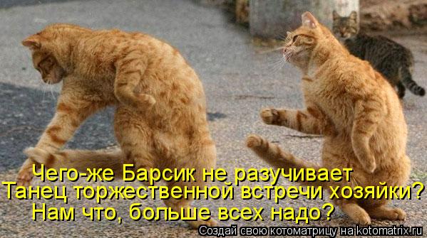 Чего-же Барсик не разучивает Танец торжественной встречи хозяйки?! Нам что, больше всех надо?... Котоматрица: Чего-же Барсик не разучивает Танец торжественной встречи хозяйки?! Нам что, больше всех надо?