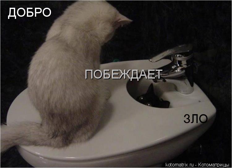 ДОБРО ПОБЕЖДАЕТ ЗЛО... Котоматрица: ДОБРО ПОБЕЖДАЕТ ЗЛО