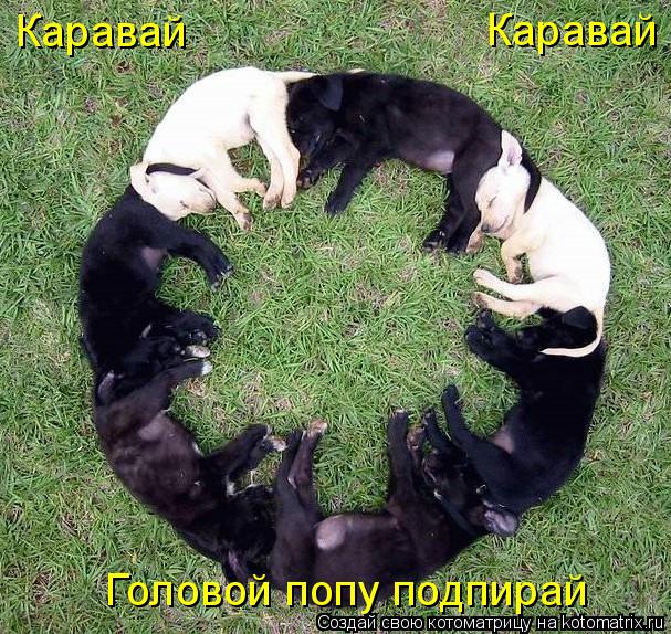 Каравай Каравай Головой попу подпирай... Котоматрица: Каравай Каравай Головой попу подпирай