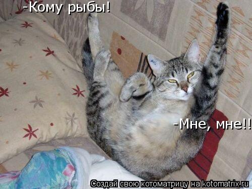 -Кому рыбы! -Мне, мне!!... Котоматрица: -Кому рыбы! -Мне, мне!!