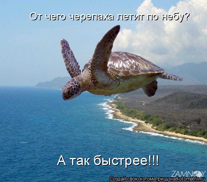 От чего черепаха летит по небу? А так быстрее!!!... Котоматрица: От чего черепаха летит по небу? А так быстрее!!!