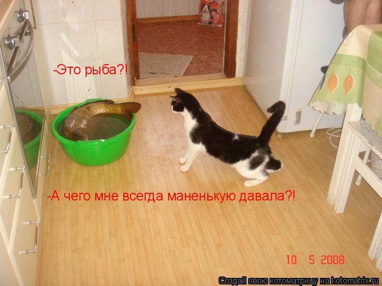 -Это рыба?! -А чего мне всегда маненькую давала?!... Котоматрица: -Это рыба?! -А чего мне всегда маненькую давала?!